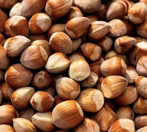 In-shell Hazelnuts